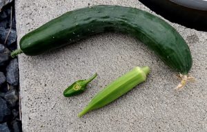 収穫野菜画像